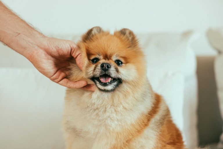 A cute fluffy Pomeranian dog enjoys a gentle pet inside a cozy home.