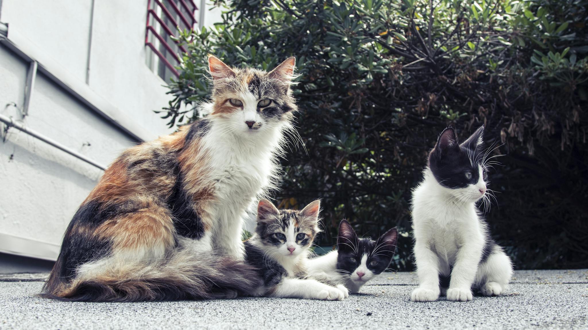 A family of adorable cats lounging outside on a sunny day.
