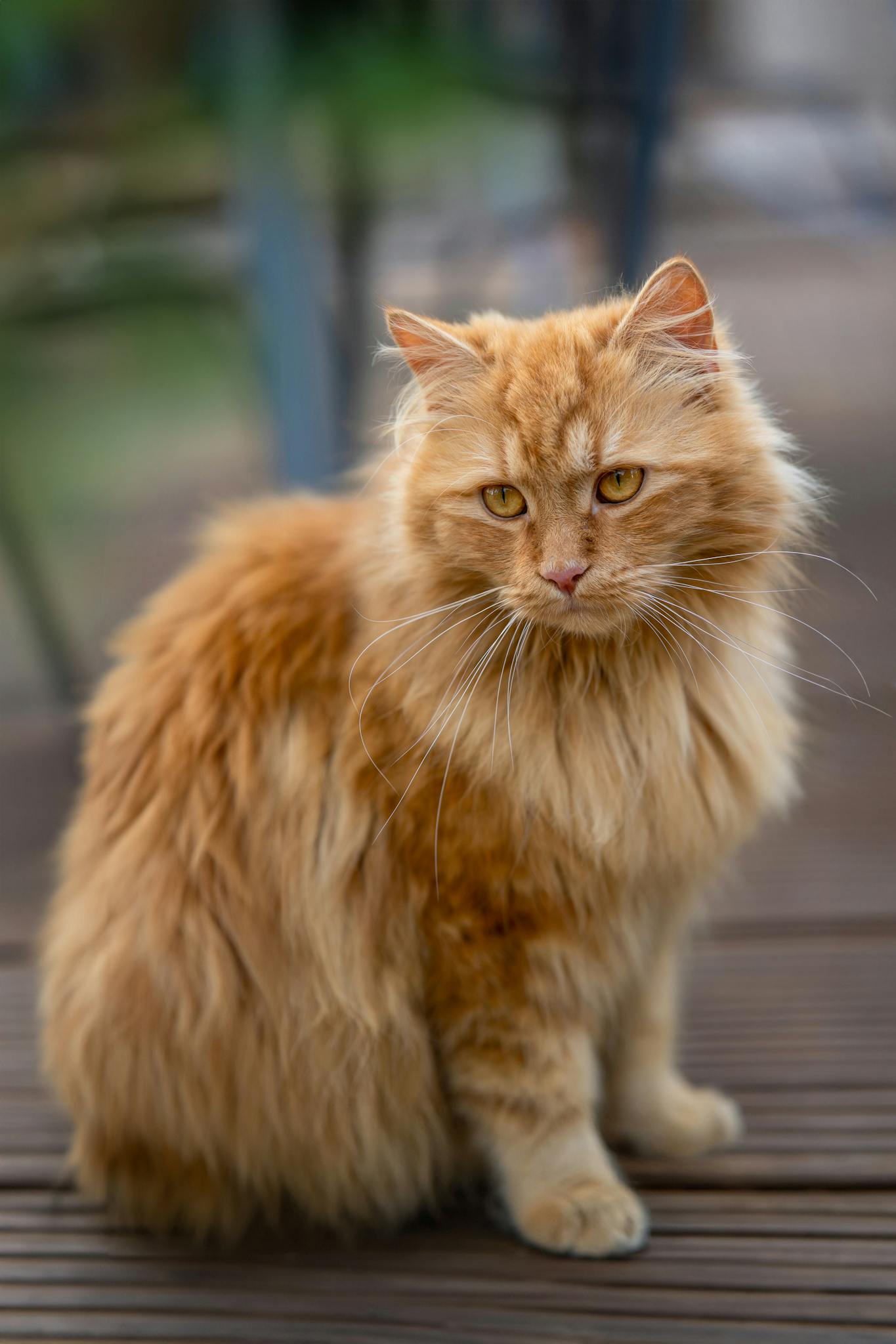 A fluffy ginger cat with long hair and yellow eyes sits attentively on a wooden deck.