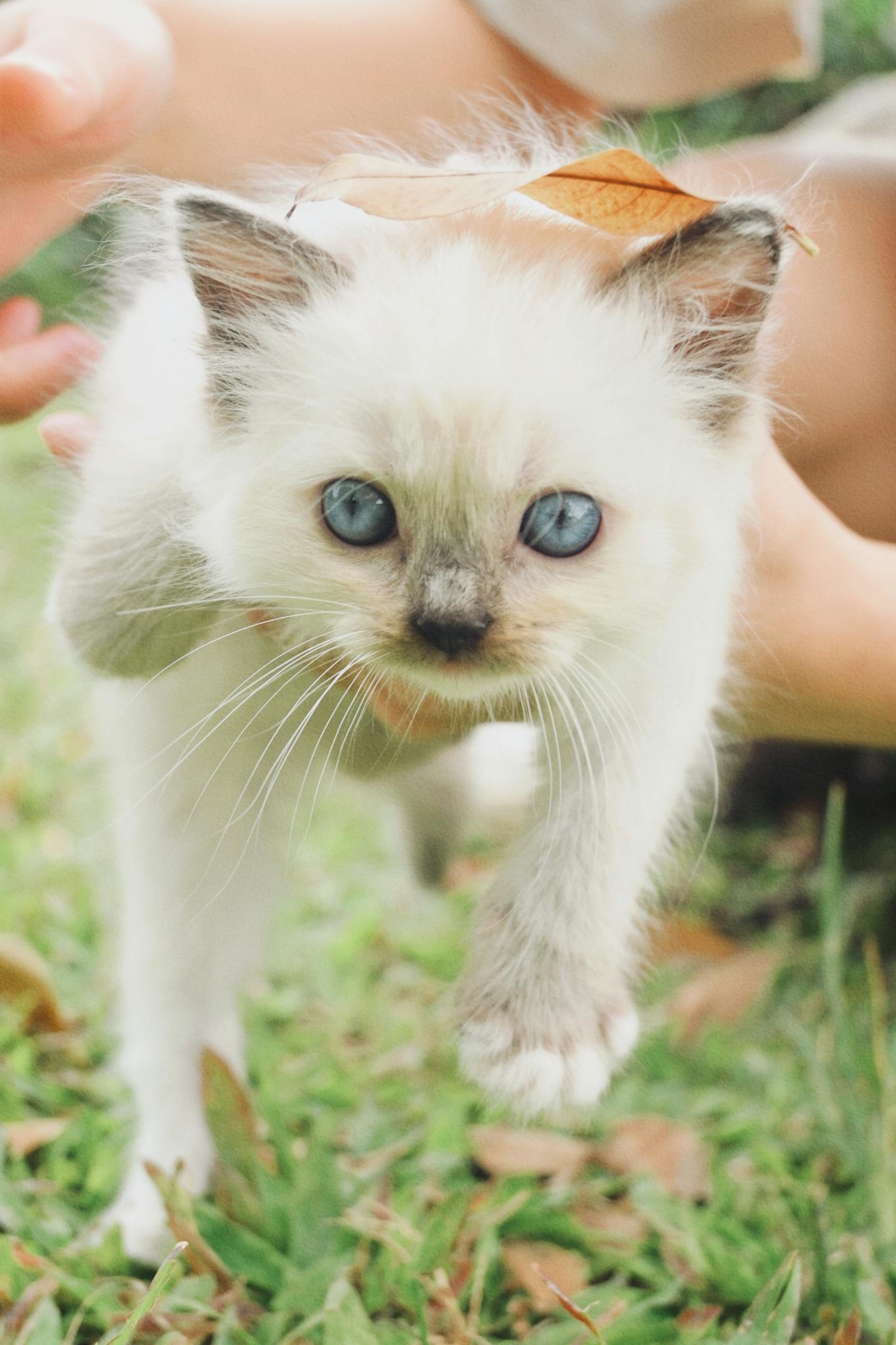 Adorable fluffy kitten with striking blue eyes held gently on grass outdoors.