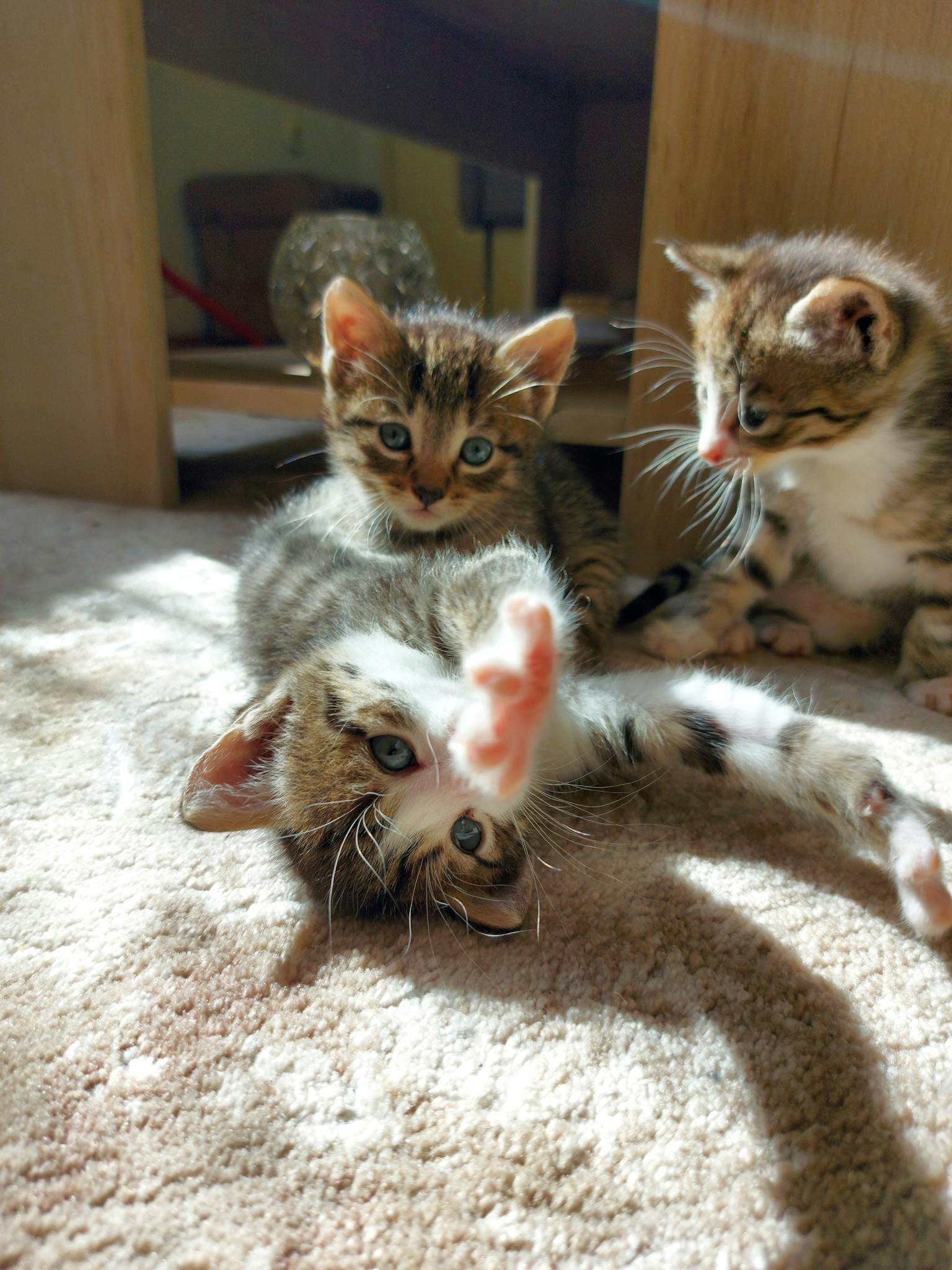 Adorable kittens playing on a white carpet in bright sunlight.