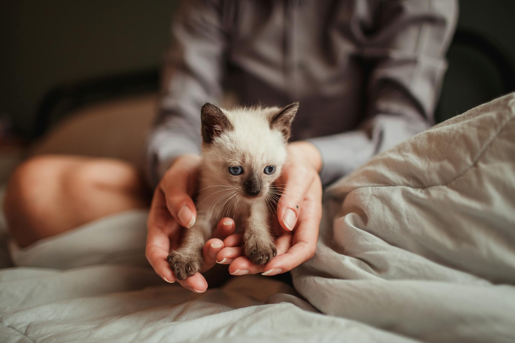 Close-up of a cute Siamese kitten being held gently in hands indoors.