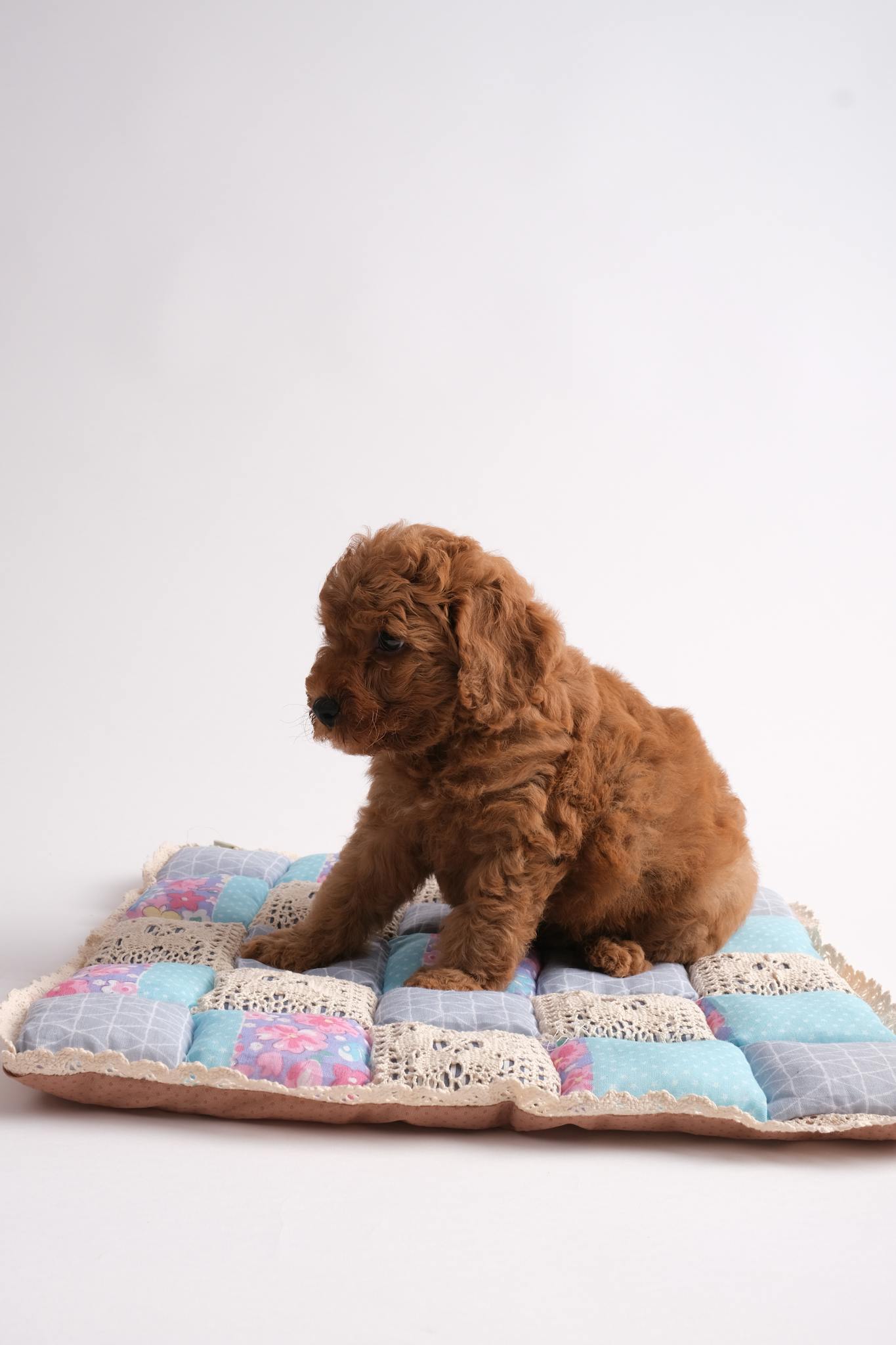 Cute brown poodle puppy sitting on a colorful patchwork cushion indoors.