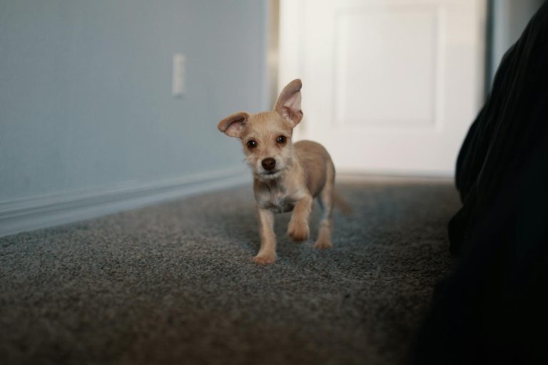 Cute small dog with floppy ears walking indoors on carpet.