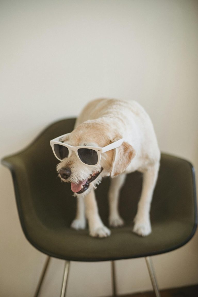 Funny cute adorable white fluffy dog in sunglasses standing in comfortable chair in living room
