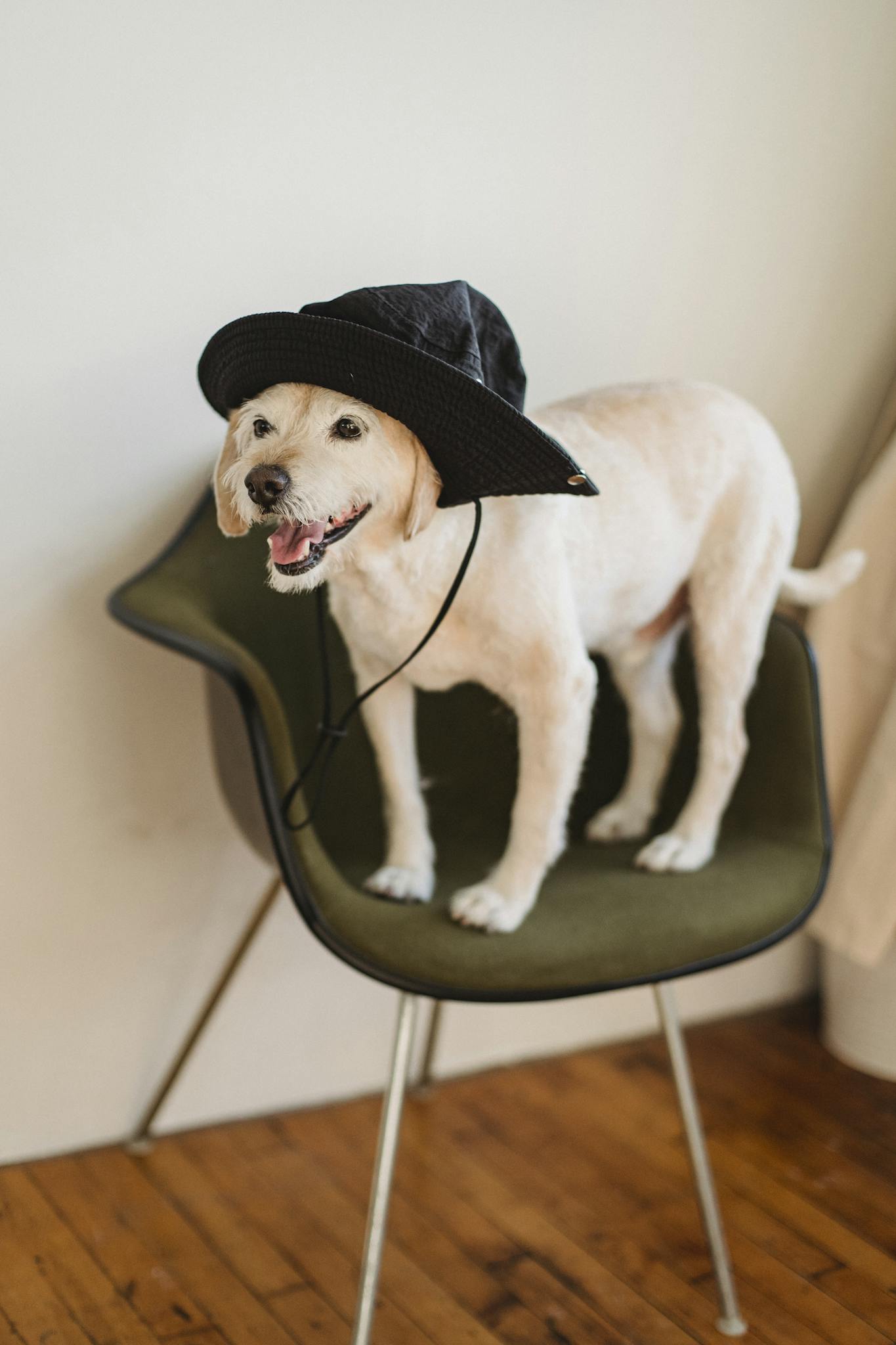 Funny little puppy in hat with tongue out standing on chair in cozy light room