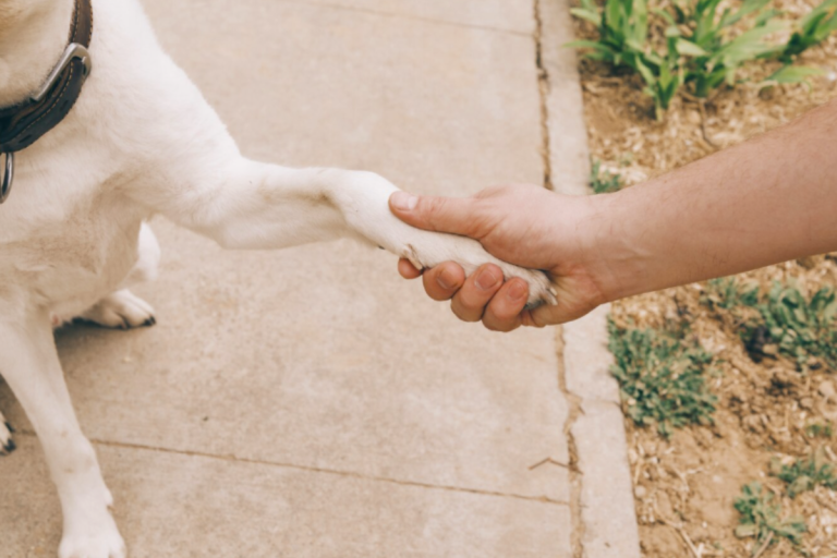 Dog Paw Cleaner for Clean and Healthy Paws