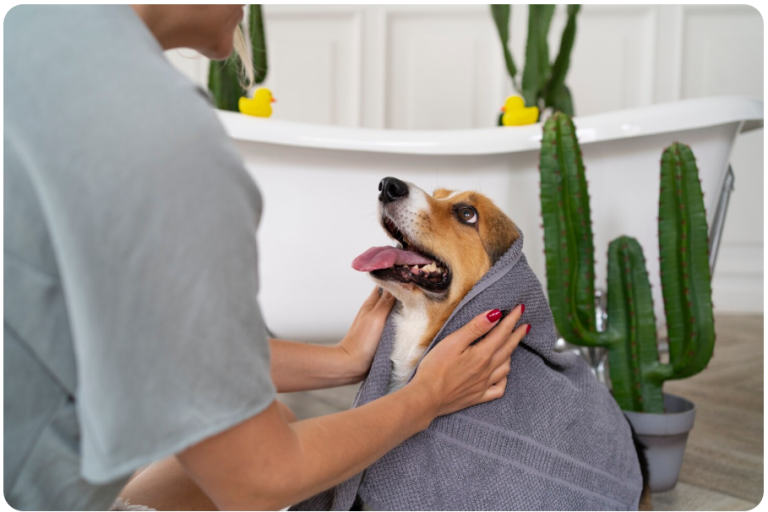 Dog Skin Care Home Remedies