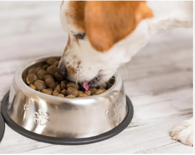 The Benefits of Science Diet Dog Food