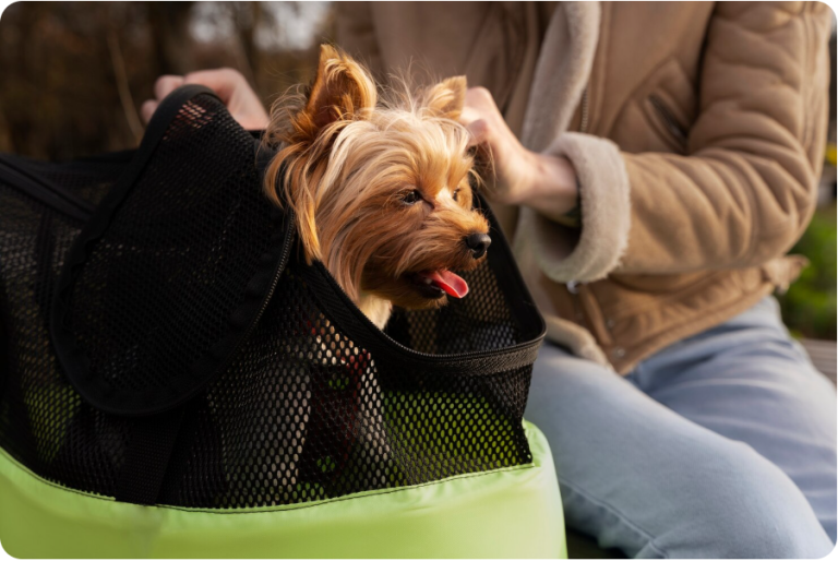 The Best Dog Grooming Kits