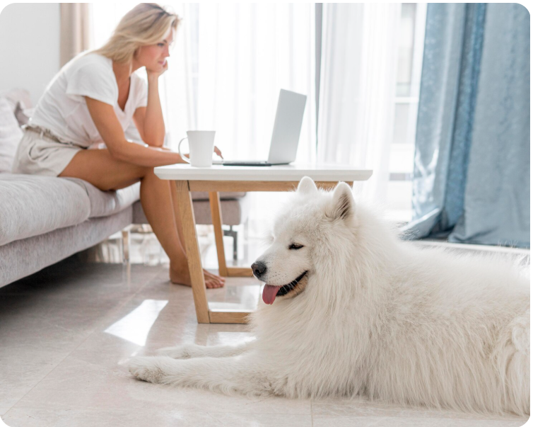 The Ultimate Guide to Choosing the Perfect  Indoor Dog House