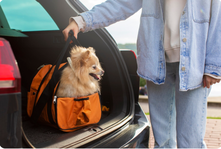 Dog Car Seat: Safe & Comfortable Travel Guide