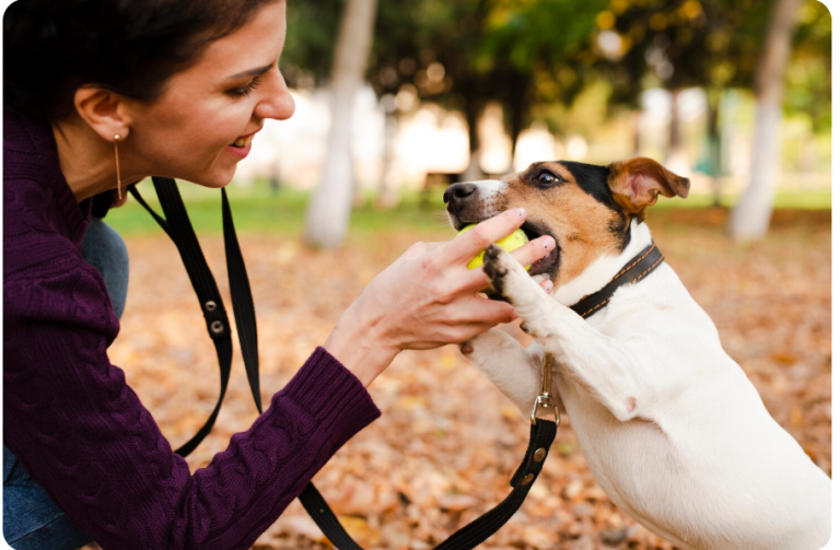 The Power of Dog Training Clickers