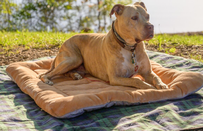 The Ultimate Guide to Dog Cooling Mats