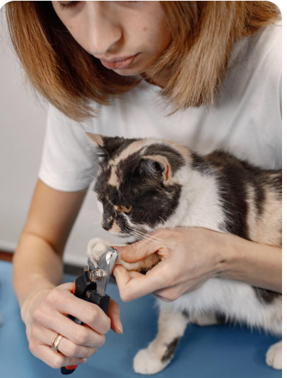 Dog Nail Clipper: Safe Grooming Guide for Every Dog